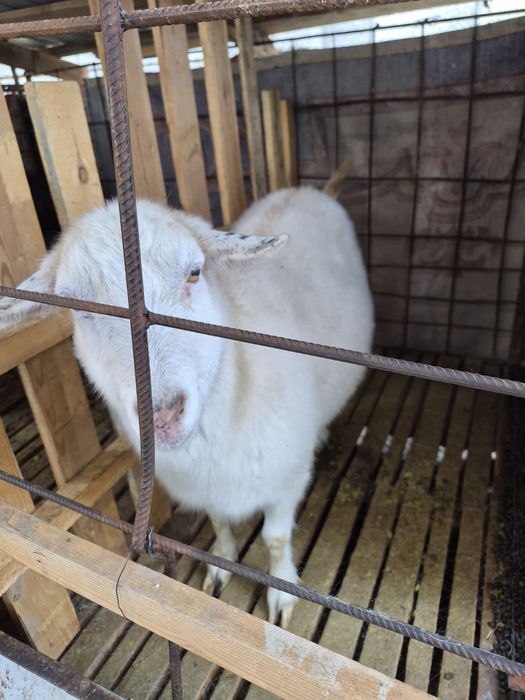 Семіз ешкі сатылады