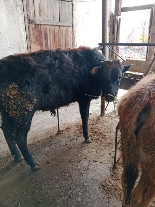 Продам 5 быков и телочку