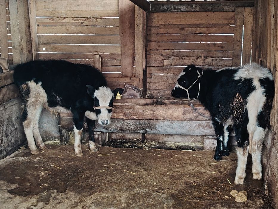 Находится в городе шымкент