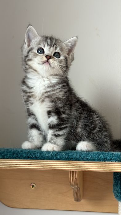 Шотландский котенок!