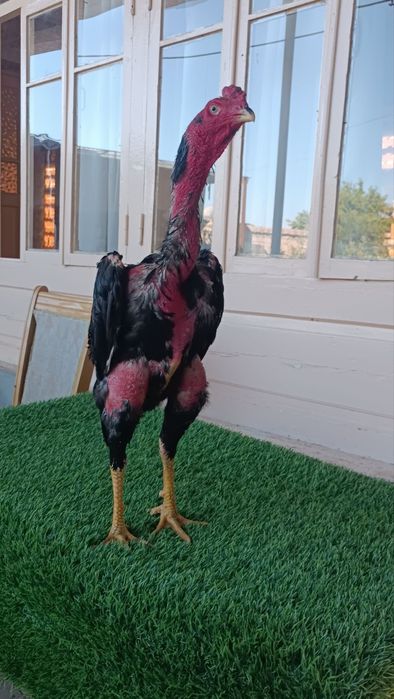 Dakan xoroz sotiladi
