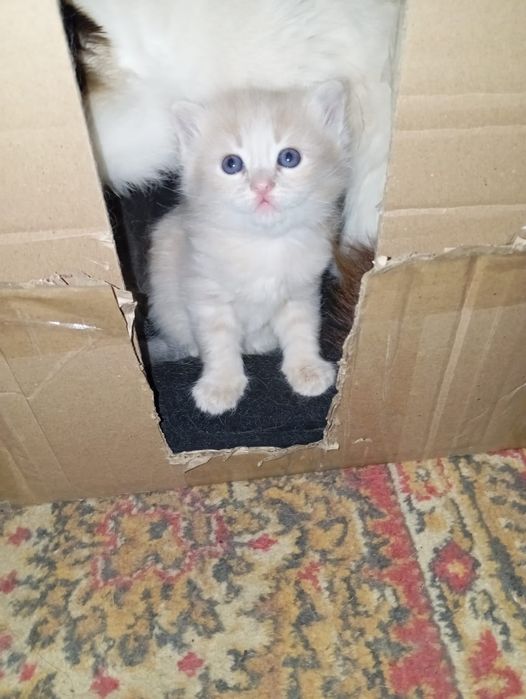 Продам котят Шотландских