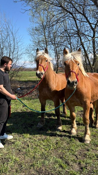 Manze comtois iepe caii de vanzare