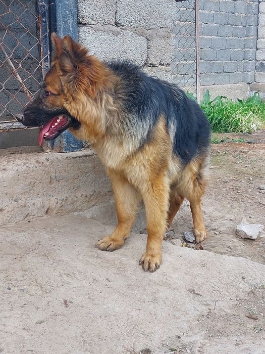 Овчарка немецкий