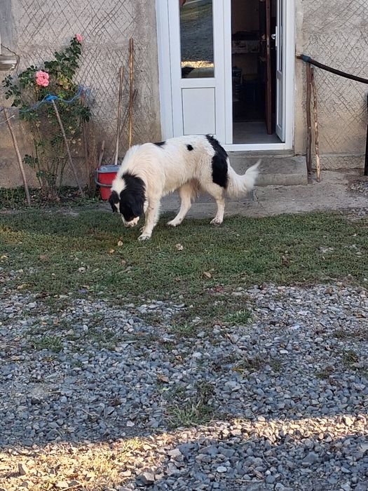 Disponibila catea de 1 an de bucovina