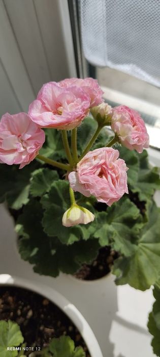 Пеларгонии много сортов герань