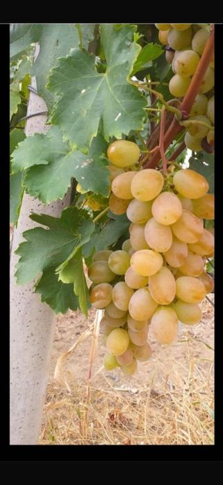 Butasi de vita de vie de anul 2 și de anul 3