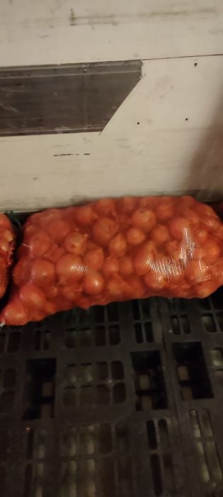 Лук отборный в пути  вСКО