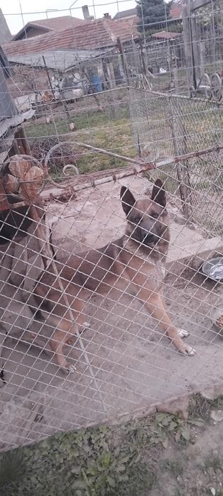 Donez câine pentru curte