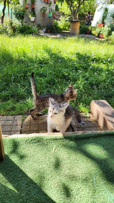 Подарявам малки котета