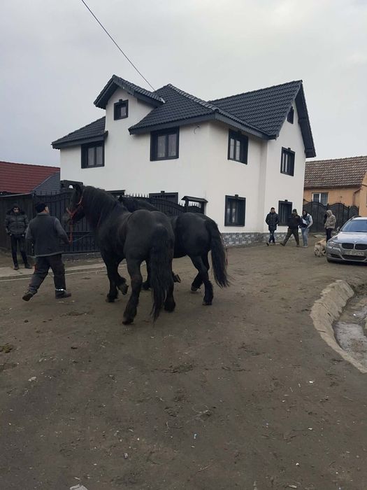 Vând 2 armasari ,sunt foarte blanzi