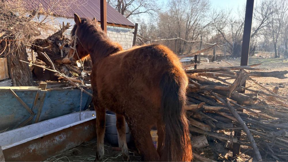 1 жасар ұрғашы Тай