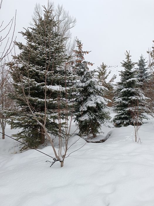 Продам ели  (разные)