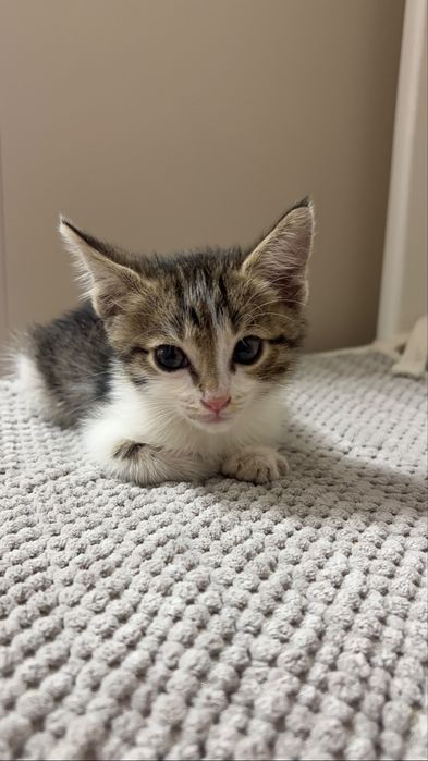 отдам котенка  в хорошие руки