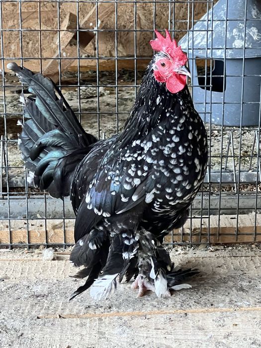 Cocosi din rasa Mii de flori de vanzare - negru bobat si portelan