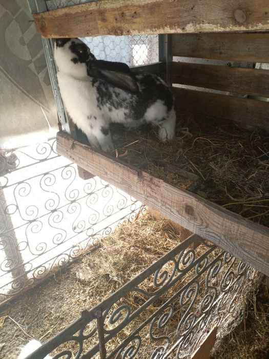 Iepuri la alegere diferita vârstă și rasa