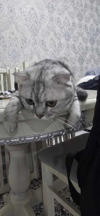 Кошки, Скотиш фолд