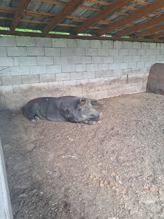 Продам хряка на осеменение