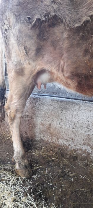 Продам стельную молочную первотелку.