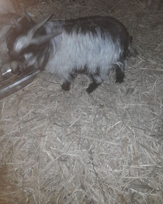 Текешік сатылады