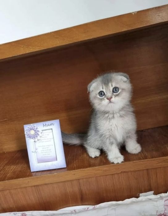 Вислоухие Шотландские котята