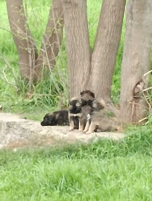 Щенки 2 месяца отдам в хорошие руки!