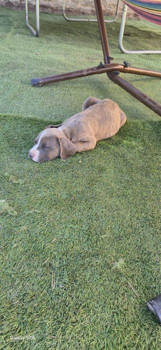 Женски питбул на 3месеца