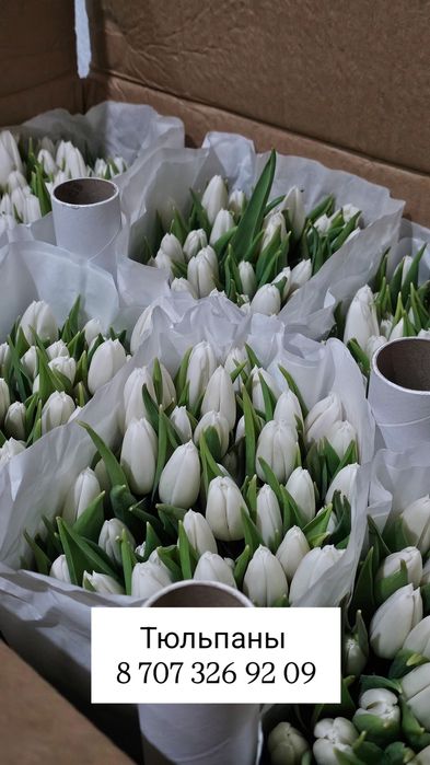 Голландские тюльпаны