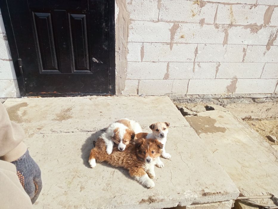 Щинята, звоночки.