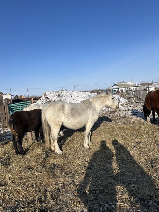 Продам лошадей оптом с жеребятами
