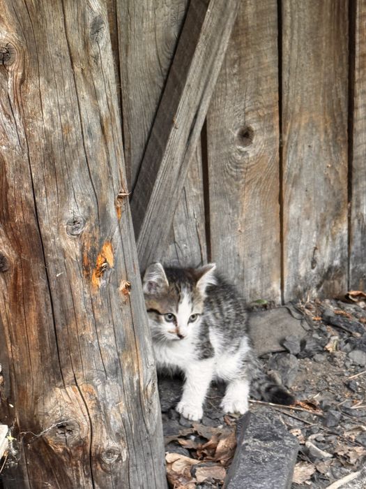 Отдам котят деревенских