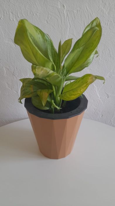 Үй гүлдері сатылады