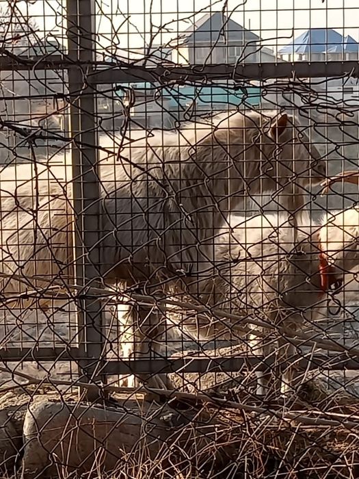 Продаётся козёл/Теке сатылады