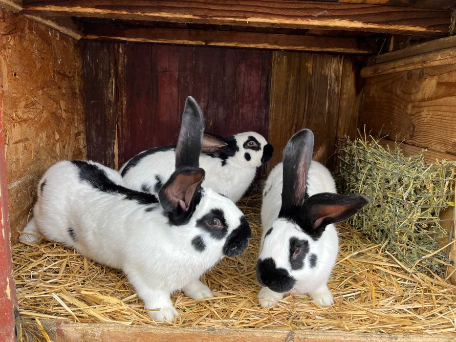 Vând iepuri fluture german