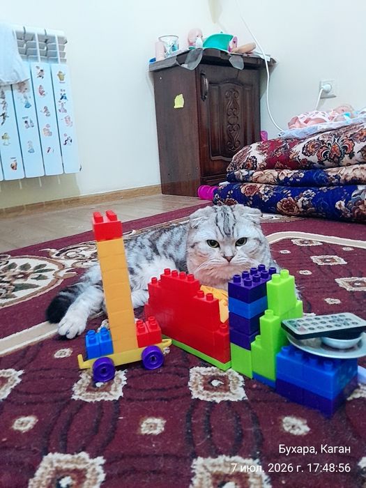 Вязка!!!  Ищем невесту для вязку.  Зотдор тоза кон.
