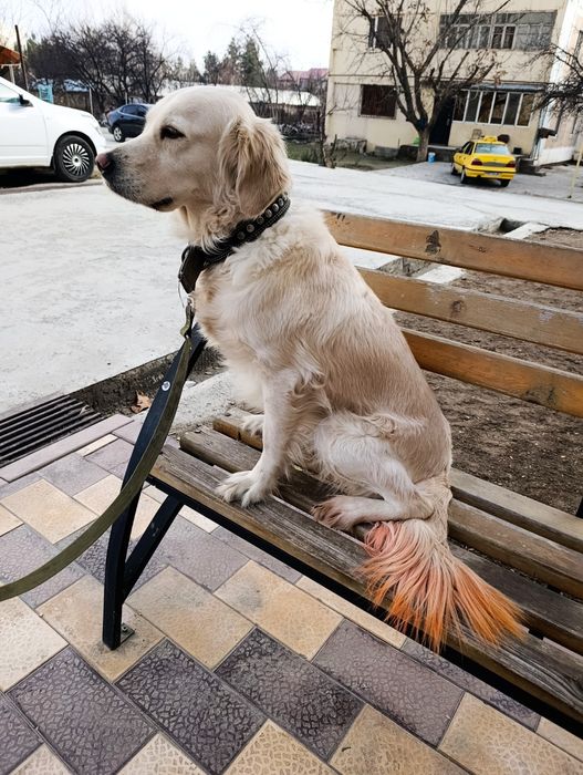 Продается Голден ретривер