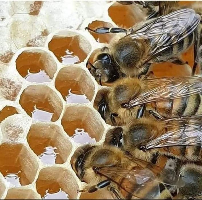 Био пчелен мед от производител