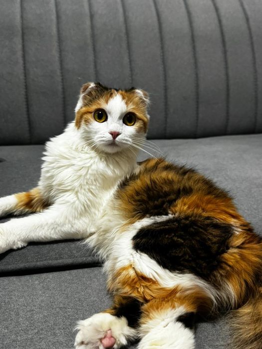 ищем кота для вязки