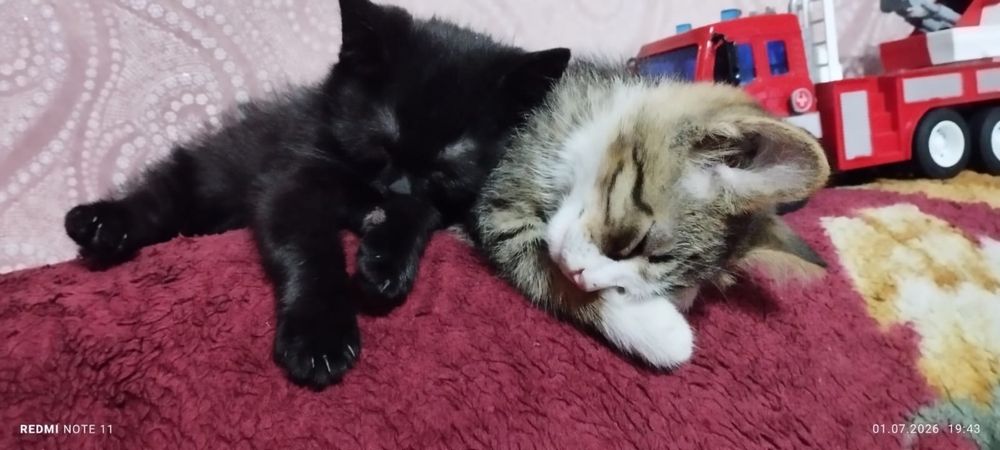 Отдам котят в добрые руки