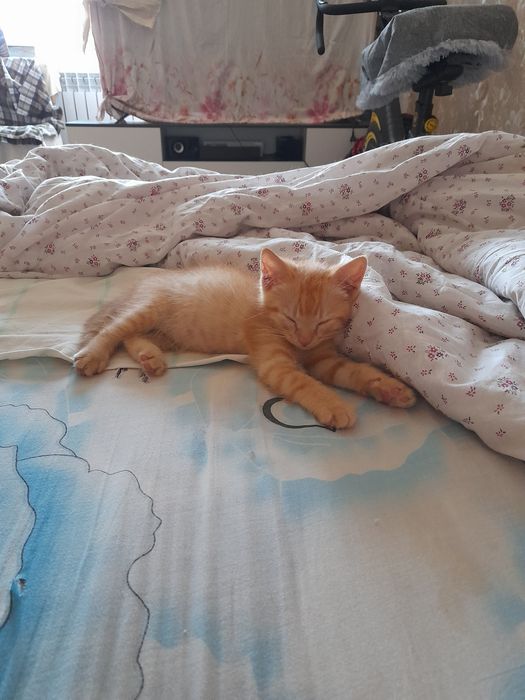 Апельсинчик 2 мес мальчик домашний