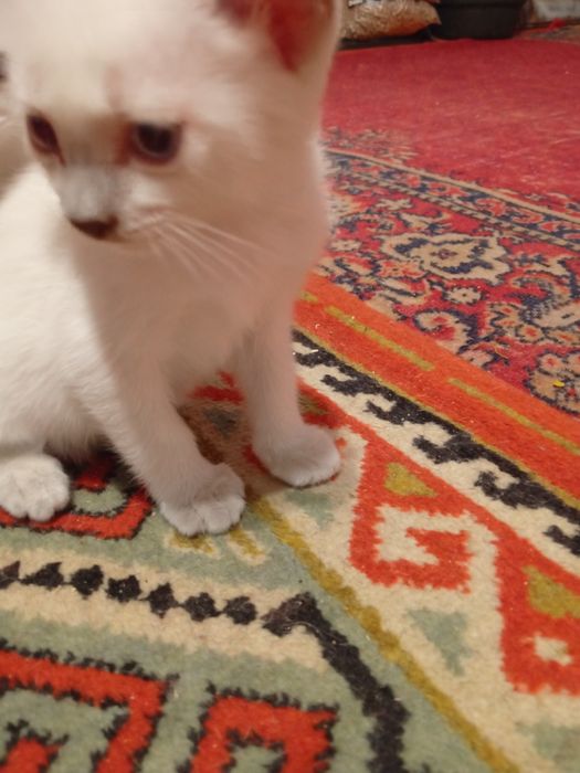 Отдам домашних котят в добрые ручки