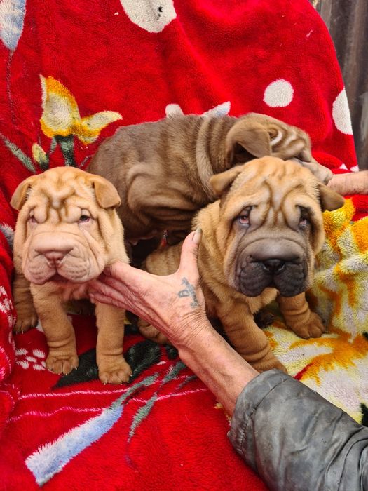 Очаровательные щенки шарпея.