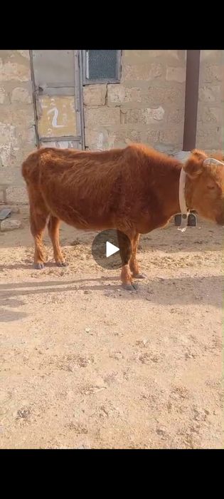 Буаз сыйырлар сатылады