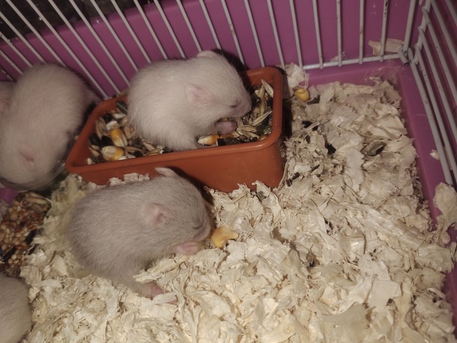 Сирийские хомяки