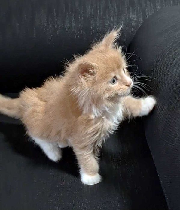 Felisa WCF-rasa Maine Coon-Pedigree-Timisoara