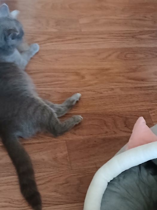 Отдам в добрые руки котята 2 мес.
