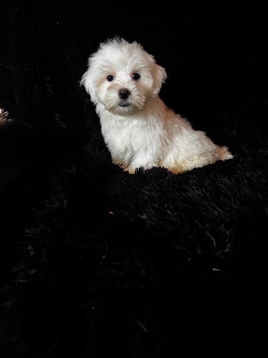 Bichon maltez baiat