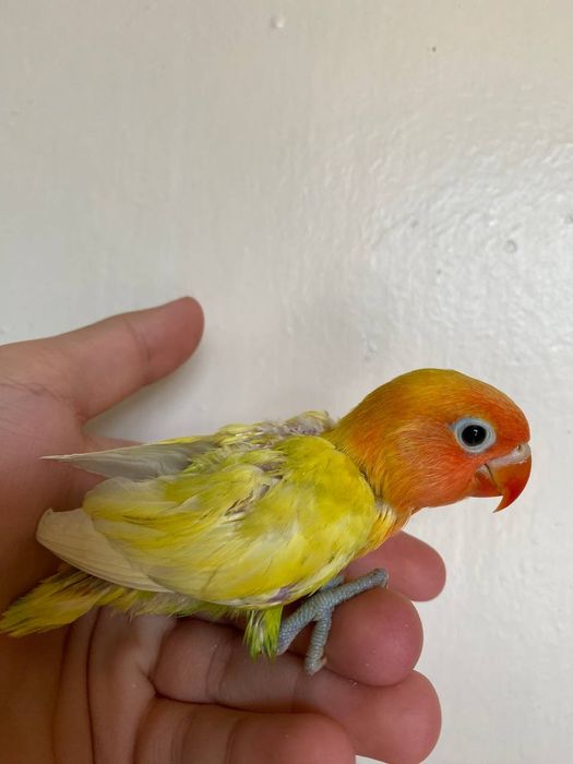 Ручной неразлучник попугай