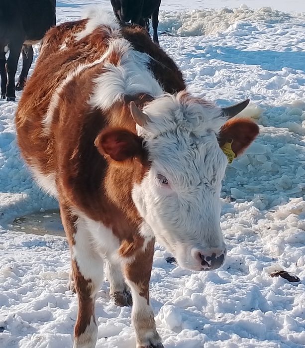 Продам телят не дорога