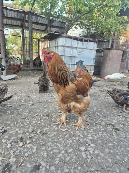 Familii Brahma herminat deschis si Columbia, cocosi Brahma, boboci de rata, pui  de o saptamana Brahma, Wiandotte, Australop si La Bresse